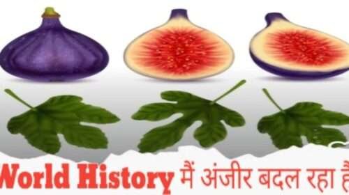 world history anjeer fig