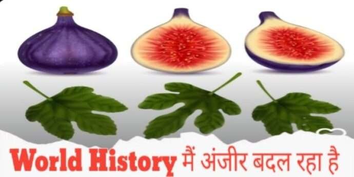 world history anjeer fig