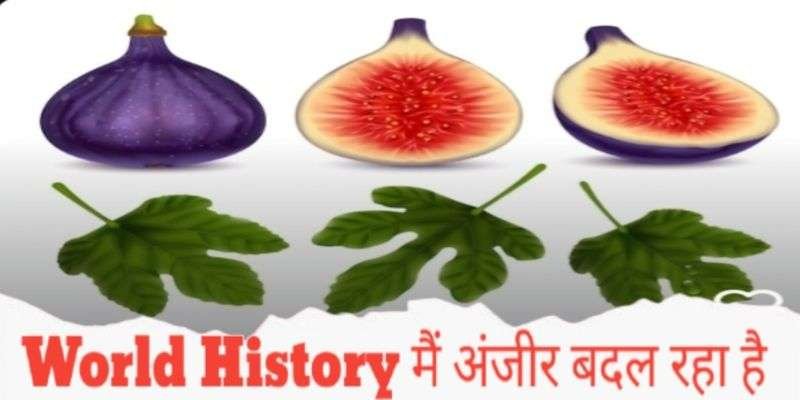 World History का shocking 2,000 साल पुराना अंजीर बदल रहा है 15 world history anjeer fig