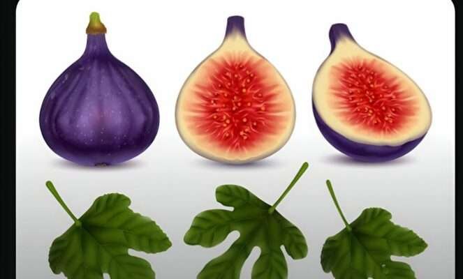  Anjeer Fruit